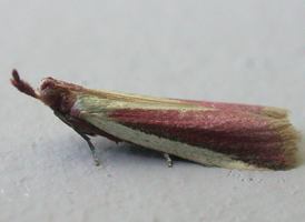 Carmine Snout